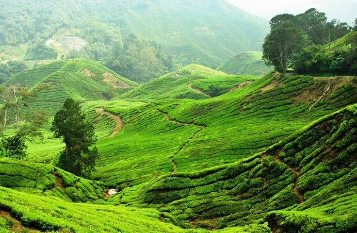 Ooty Tour