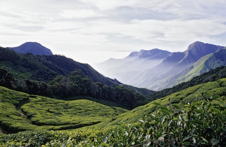 Munnar Trek